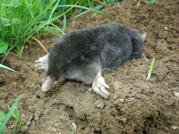 Taupe d'Europe (Talpa europaea) © Aurélien Audevard